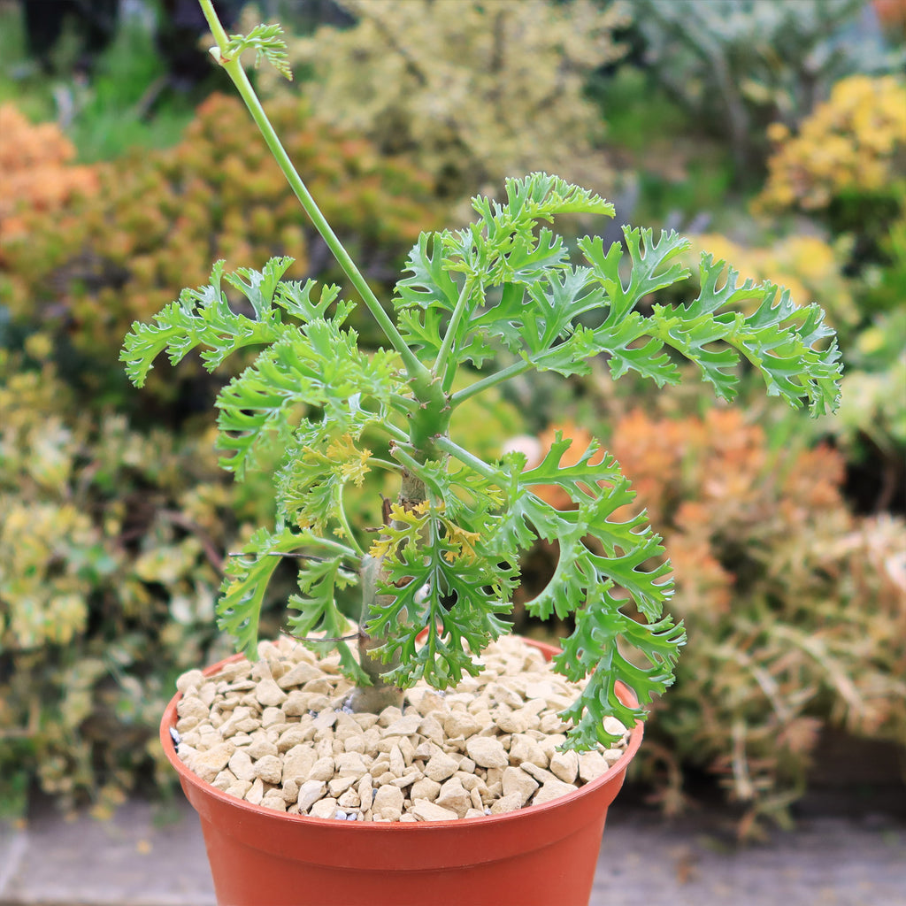 Pelargonium carnosum