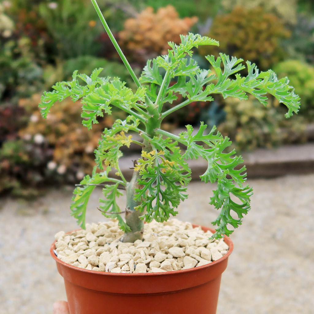 Pelargonium carnosum