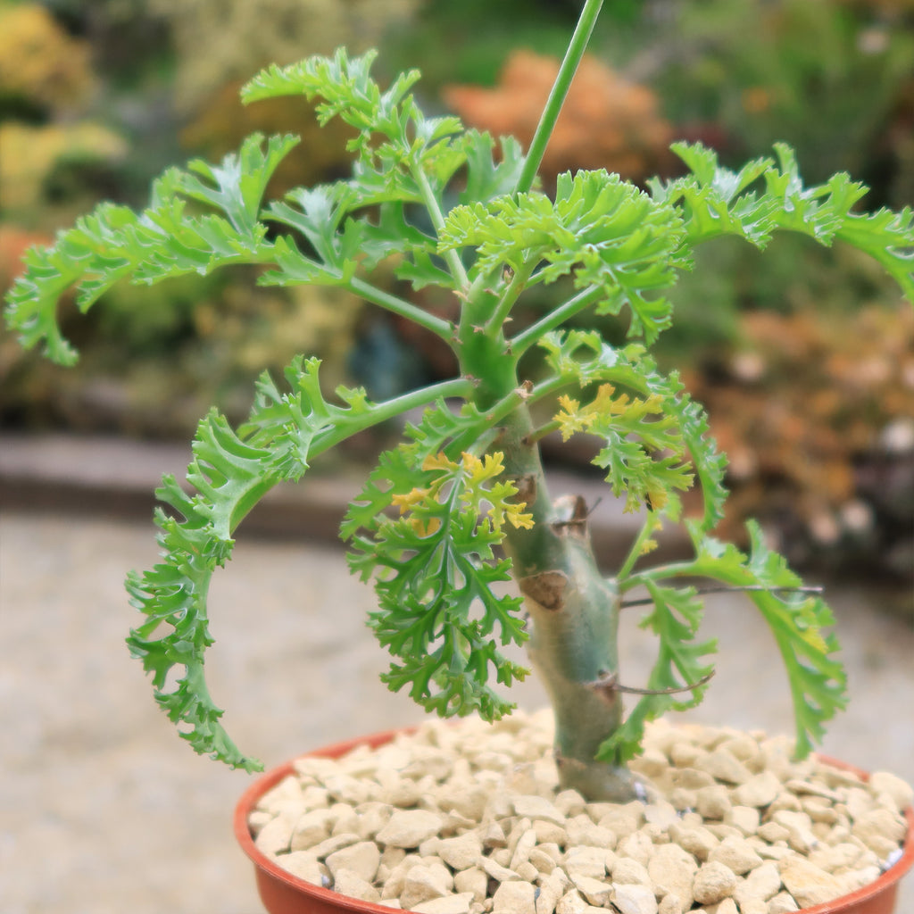 Pelargonium carnosum