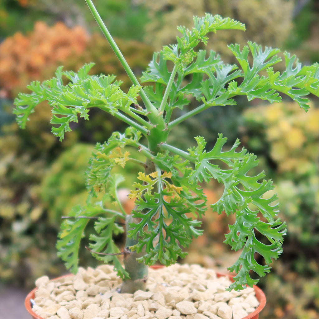 Pelargonium carnosum