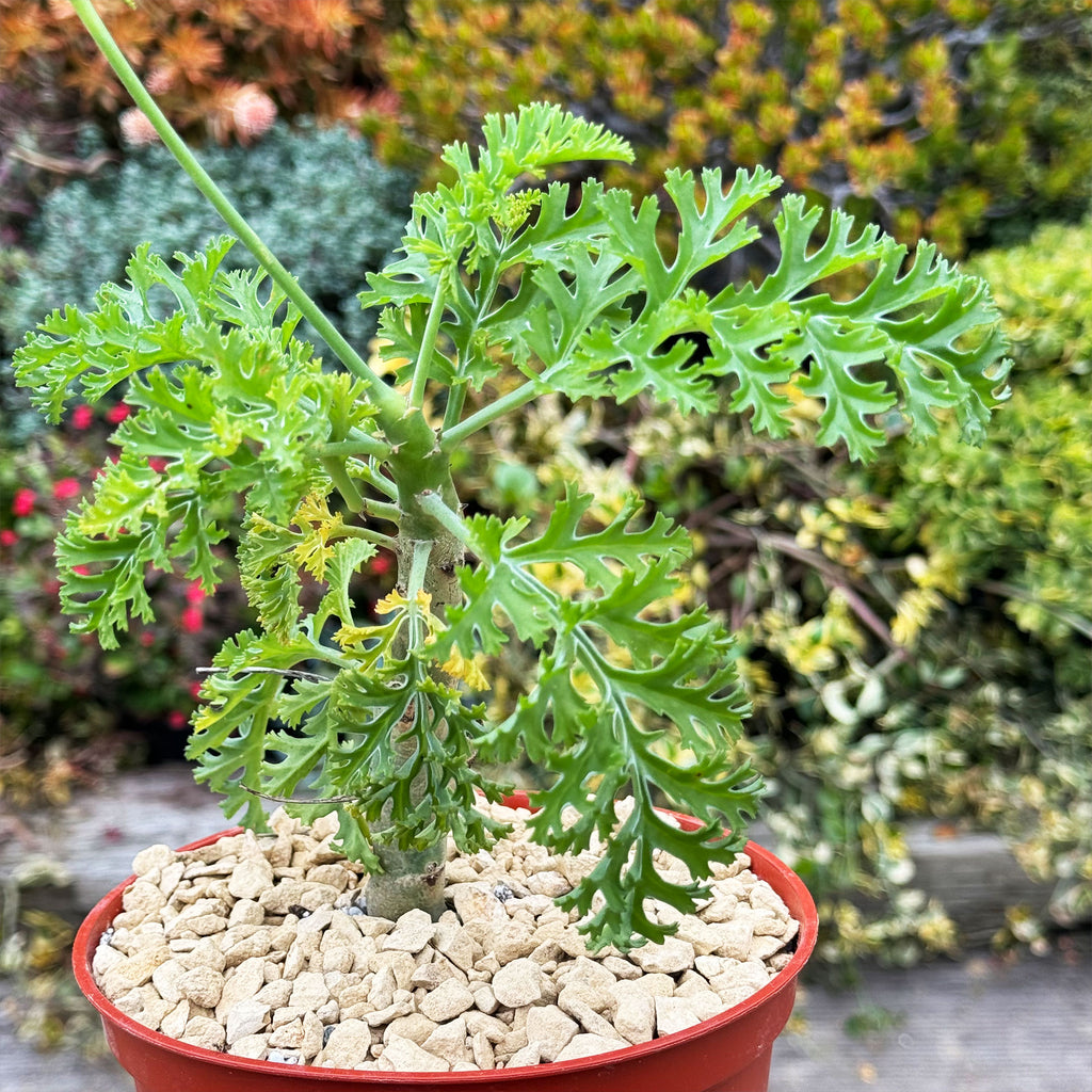 Pelargonium carnosum