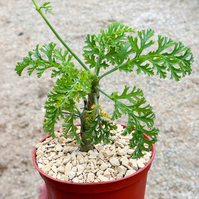 Pelargonium carnosum