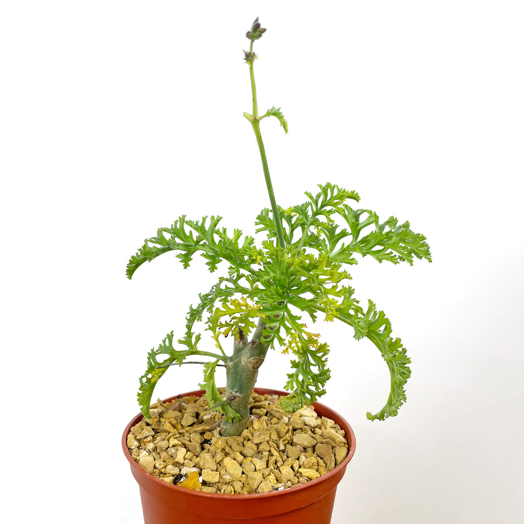 Pelargonium carnosum