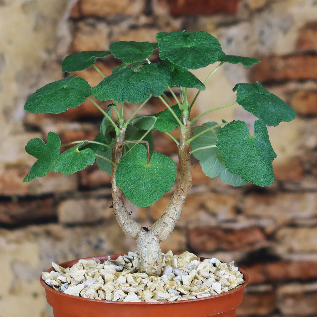 Buy Pelargonium Cotyledonis | Old Father Live Forever | Planet Desert