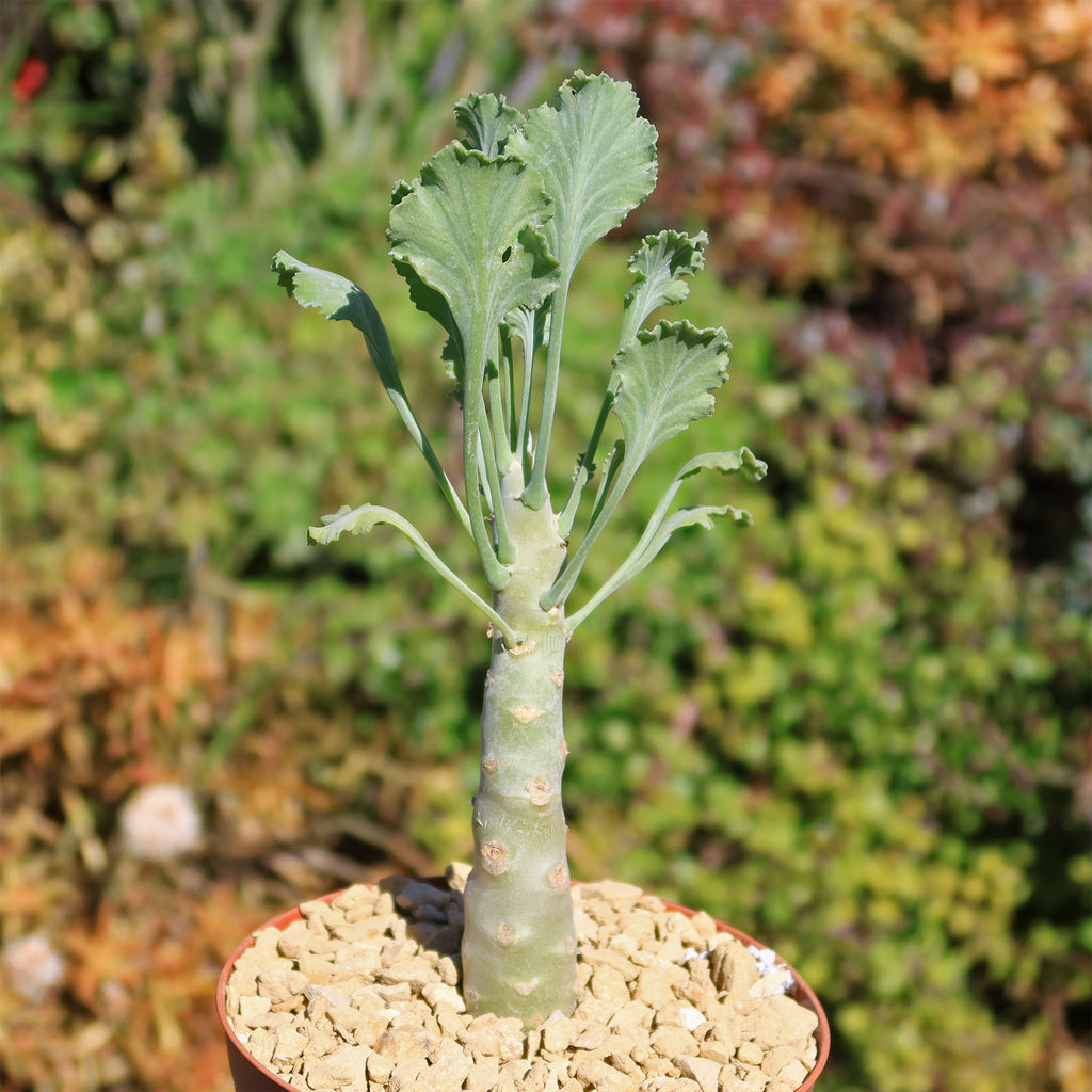 Pelargonium klinghardtense