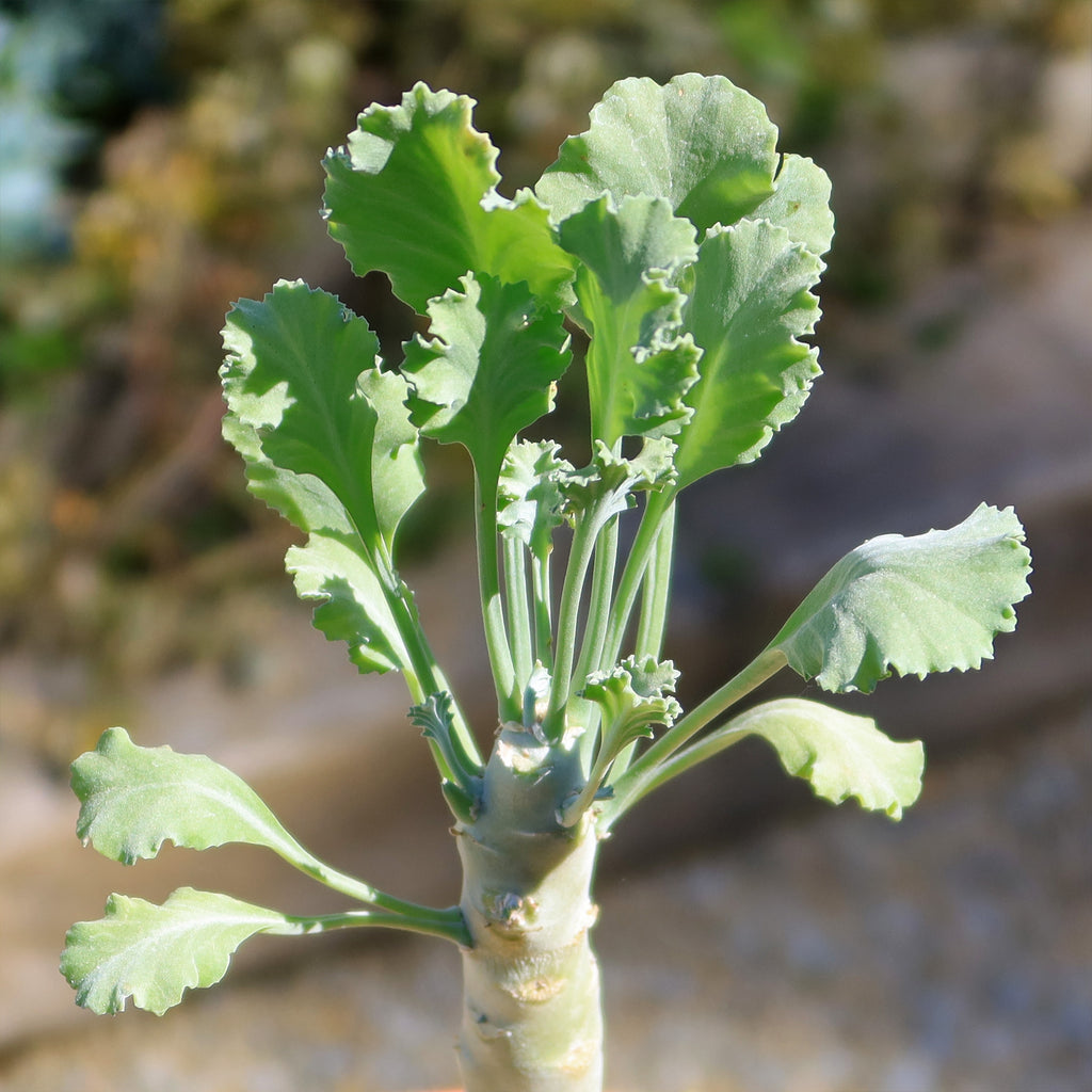 Pelargonium klinghardtense