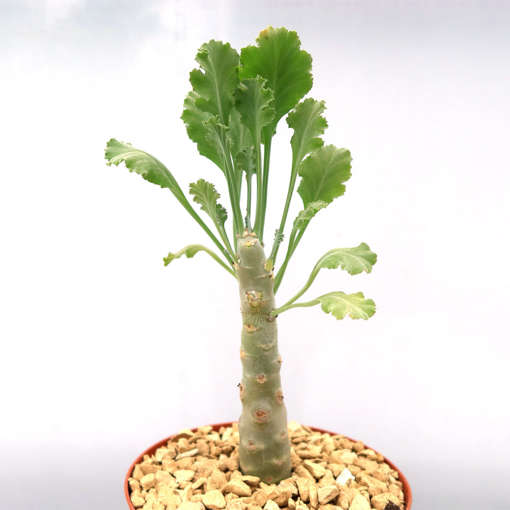 Pelargonium klinghardtense