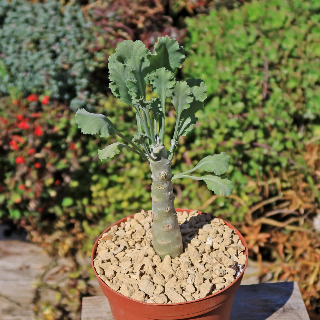 Pelargonium klinghardtense