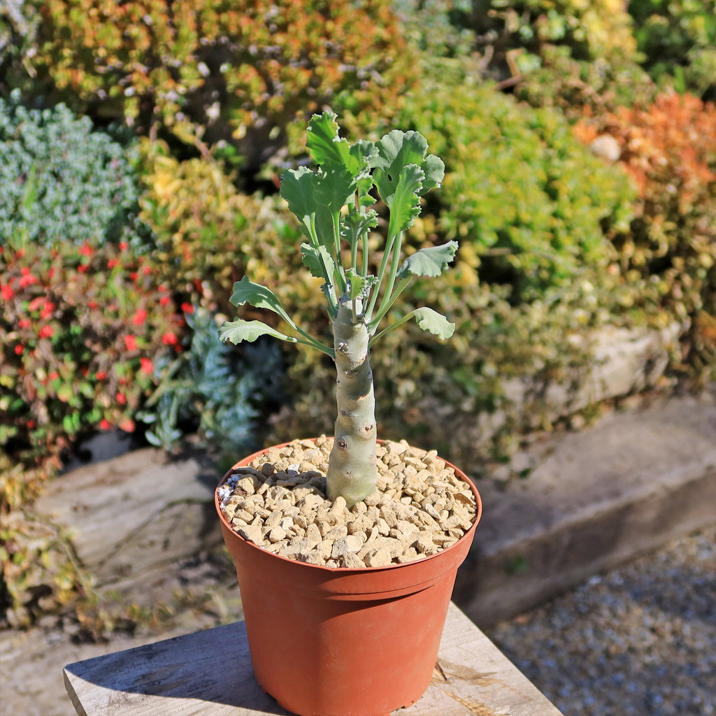 Pelargonium klinghardtense