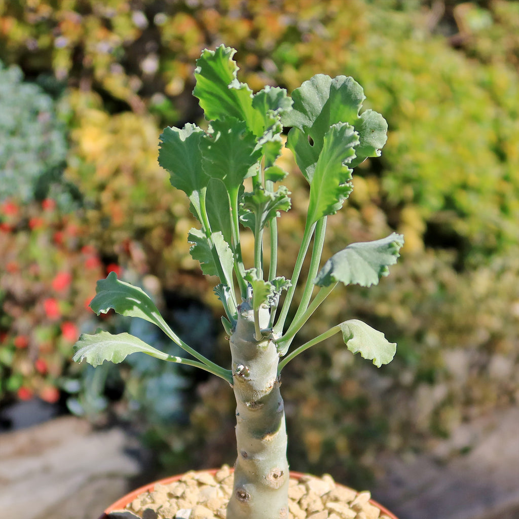 Pelargonium klinghardtense