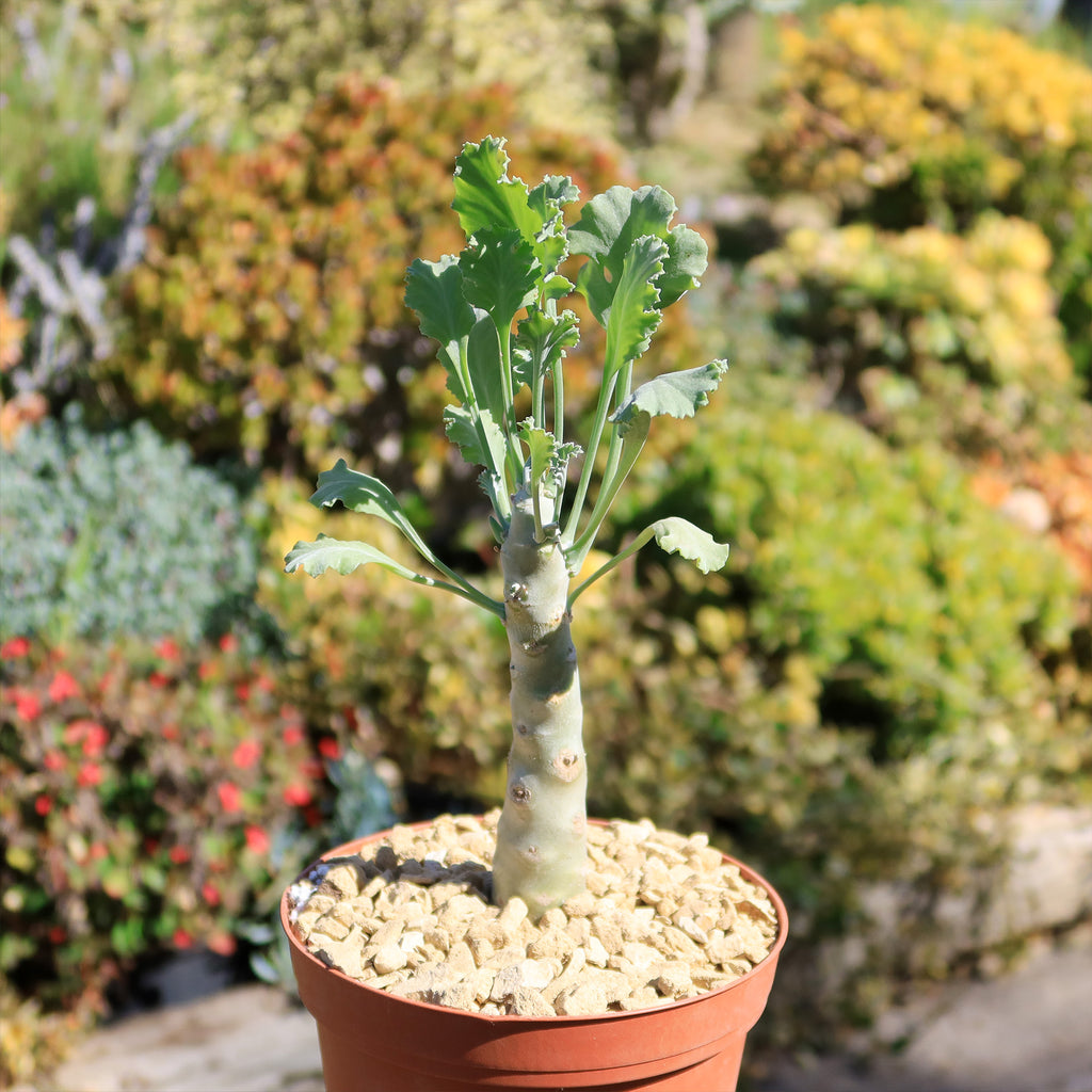 Pelargonium klinghardtense