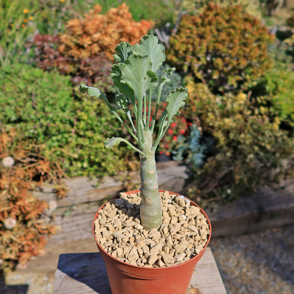 Pelargonium klinghardtense