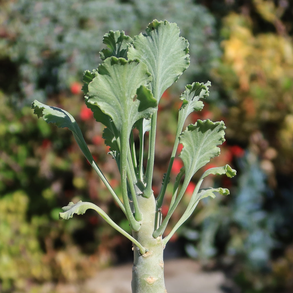 Pelargonium klinghardtense