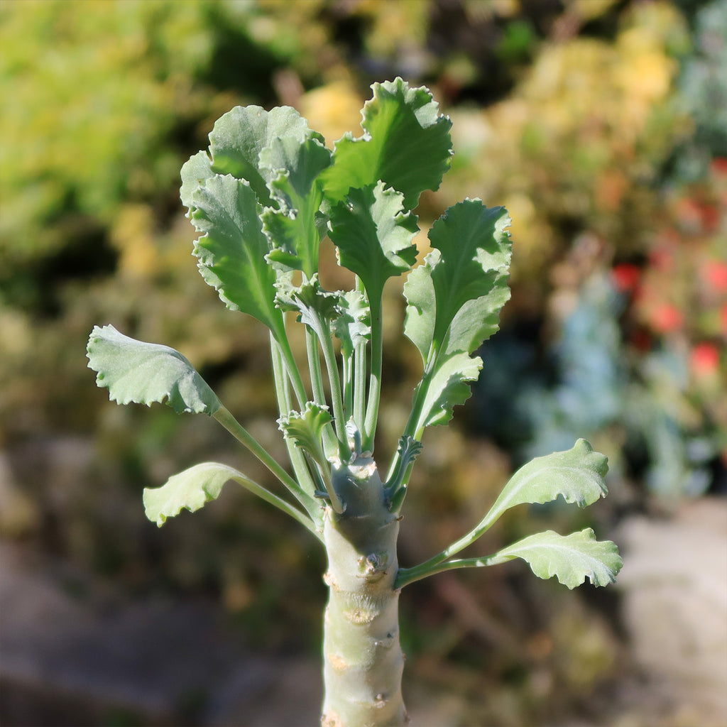 Pelargonium klinghardtense