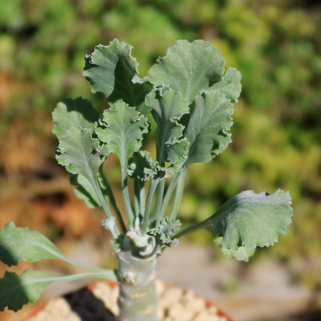 Pelargonium klinghardtense
