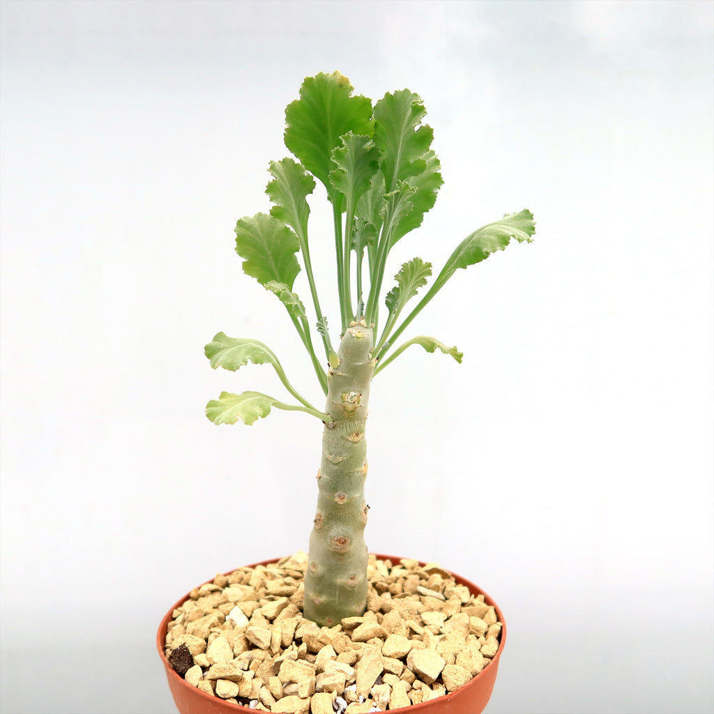 Pelargonium klinghardtense