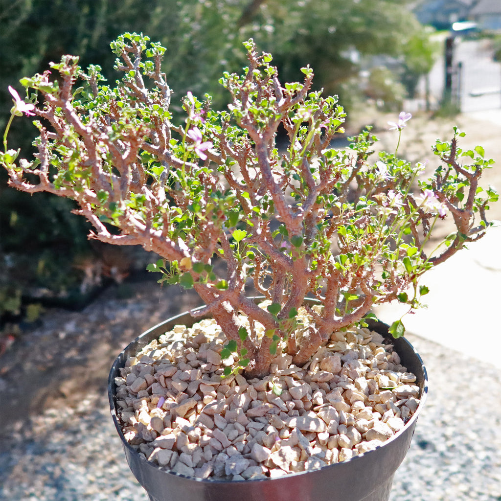 Pelargonium xerophyton