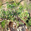 Pelargonium xerophyton