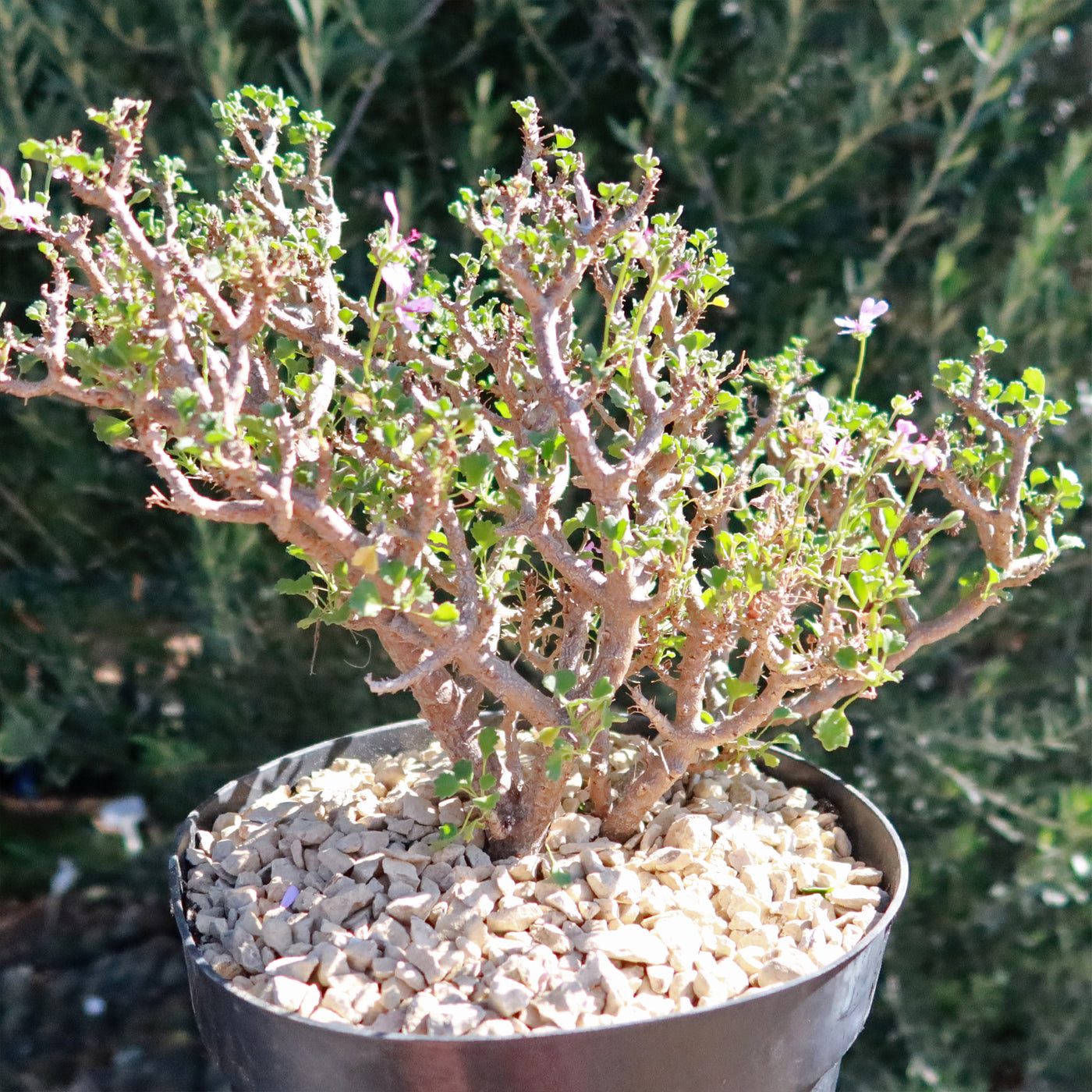 succulent geranium Pelargonium xerophyton 5 Gal
