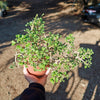 Pelargonium xerophyton