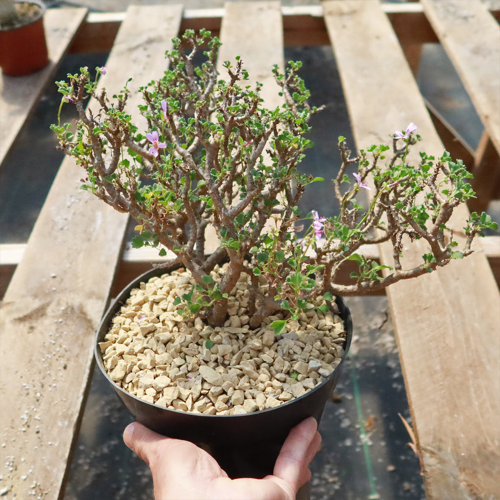 Pelargonium xerophyton