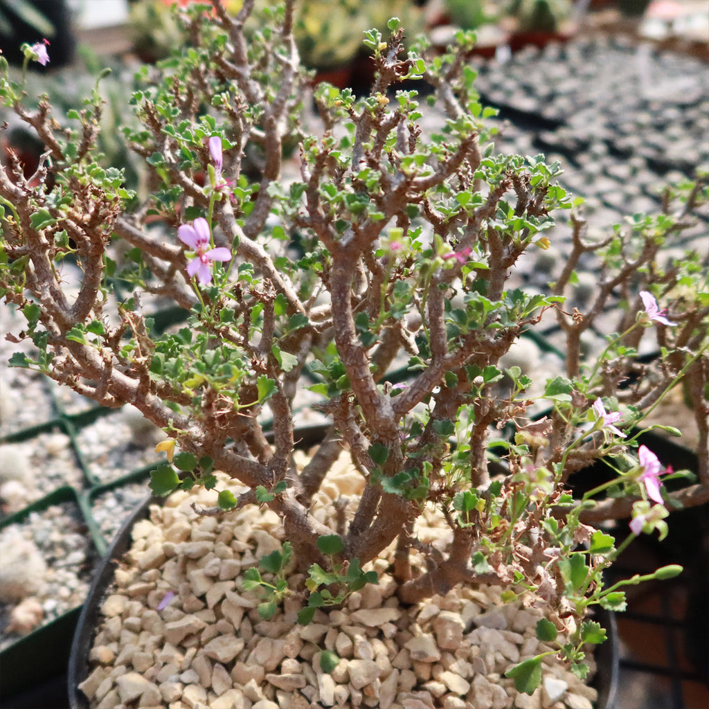 Pelargonium xerophyton