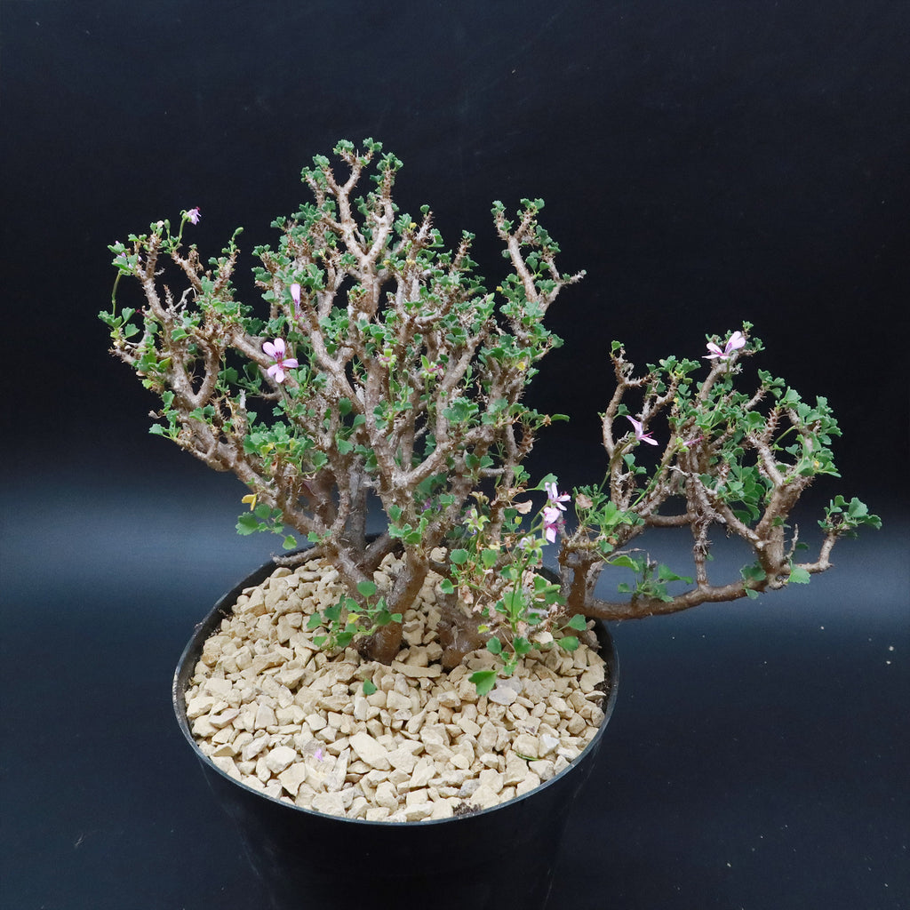 Pelargonium xerophyton