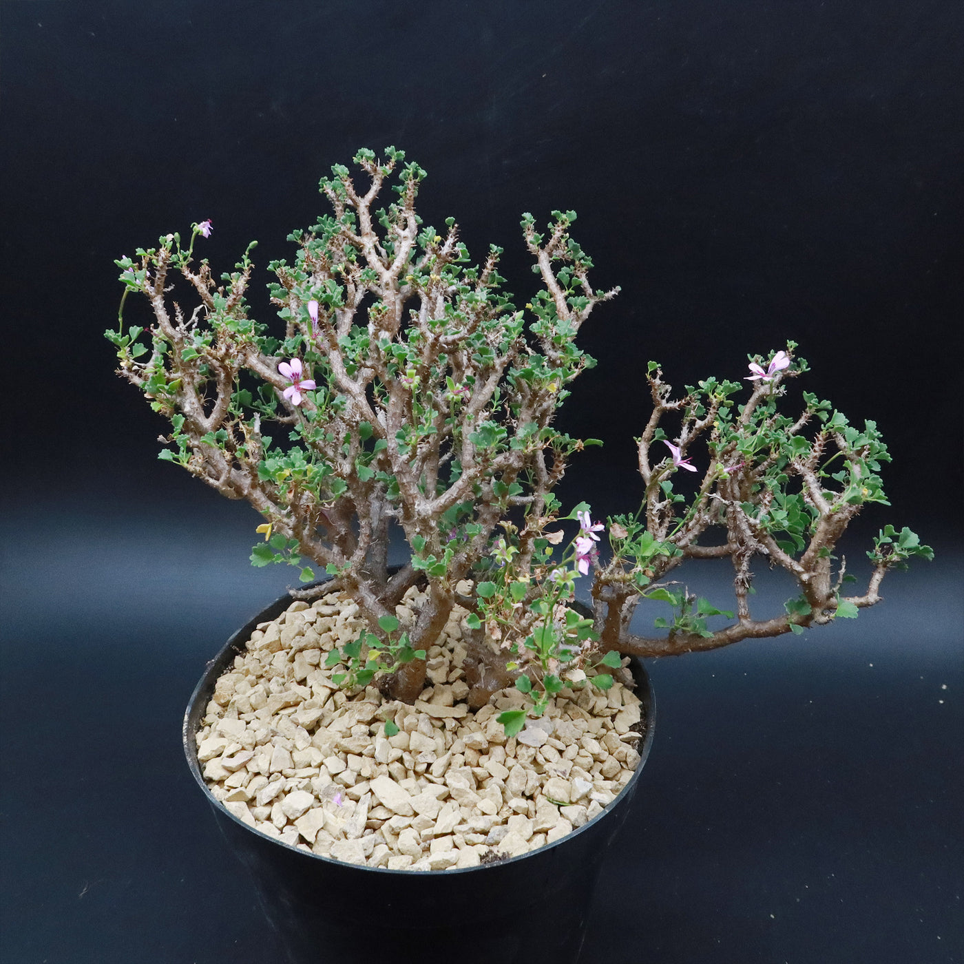 Pelargonium xerophyton