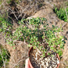 Pelargonium xerophyton