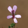 Pelargonium xerophyton