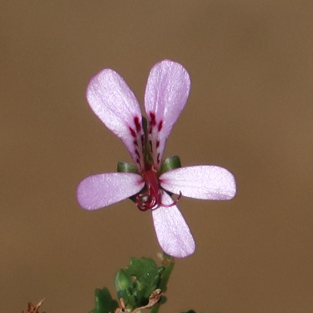 Pelargonium xerophyton