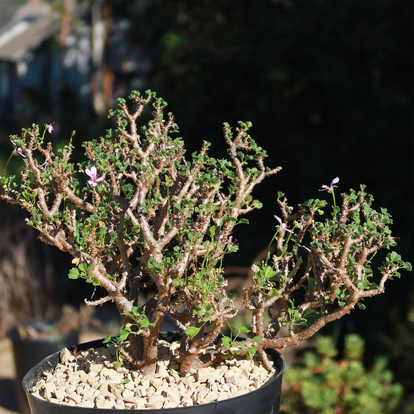 Pelargonium xerophyton