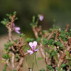 Pelargonium xerophyton