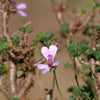 Pelargonium xerophyton