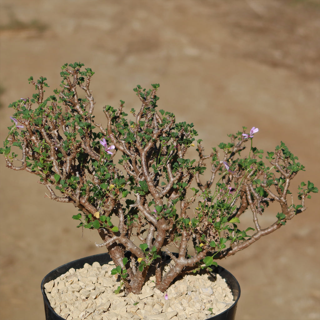 Pelargonium xerophyton