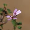 Pelargonium xerophyton