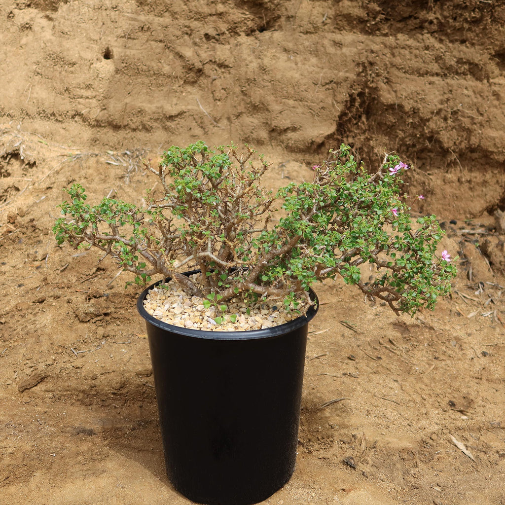 Pelargonium xerophyton