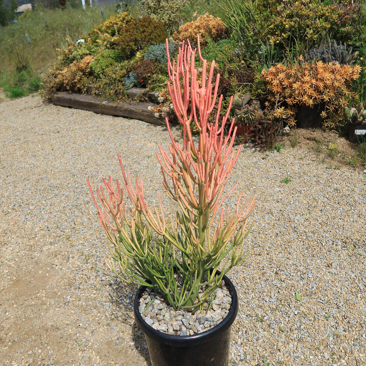 20 Live Firesticks hot Fire Stick Pencil Cactus Tree Euphorbia Tirucalli Succulent Cutting Clipping Ready to Plant!