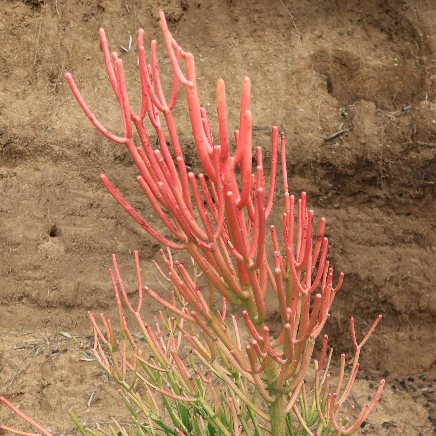 is pencil cactus poisonous Buy 'Pencil Cactus - Euphorbia tirucalli Firesticks' Care and Growing Guide