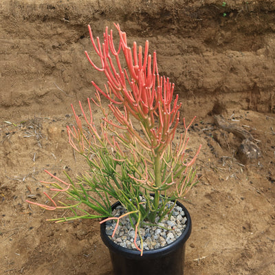 Pencil Cactus - Euphorbia tirucalli 'Firesticks'