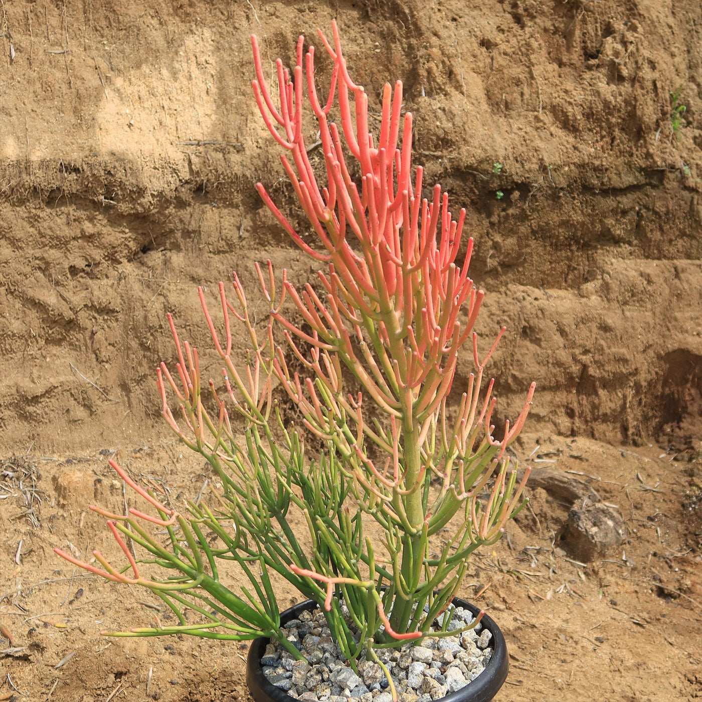 Pencil Cactus - Euphorbia tirucalli 'Firesticks'