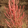 Pencil Cactus - Euphorbia tirucalli &