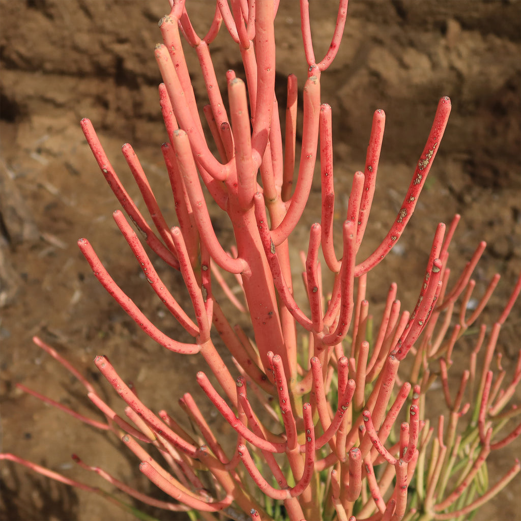 Pencil Cactus - Euphorbia tirucalli &