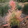 Pencil Cactus - Euphorbia tirucalli &