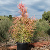 Pencil Cactus - Euphorbia tirucalli &