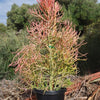 Pencil Cactus - Euphorbia tirucalli &