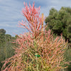 Pencil Cactus - Euphorbia tirucalli &