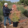 Pencil Cactus - Euphorbia tirucalli &