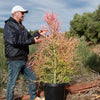 Pencil Cactus - Euphorbia tirucalli &