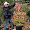 Pencil Cactus - Euphorbia tirucalli &